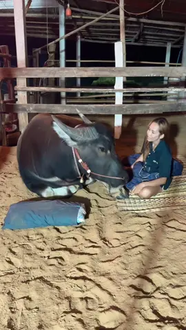 JRจะรักหมอนตัวเองมาก#น้องควายฉลาดแสนรู้ #viralvideo #DCRFarm #dcrfarmควายงามบ้านโคกสูงตําบลยาง 