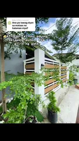 Replying to @Elle  african talisay po ung puno n nsa gilid ng gate..#gatedesign #houserenovation #smallhouse #housedesign #fyp 