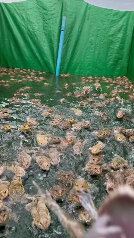 #asmr #frog #foryou #fyp #fypシ 