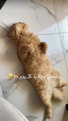 🐈🐈 #fyp #اكسبلور #الشعب_الصيني_ماله_حل😂😂 #شيرازي #قطط_لطيفة 