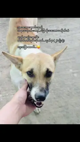 ခွေးတိုင်းကဟောင်ကြတာများပါတယ်🫩 #foryoupage #fyp #ချစ်ရင်အသဲပေး💖 #မြင်ပါများပီးချစ်ကျွမ်းဝင်အောင်လို့🤒 #မကိုက်ဘူးခွေးက 