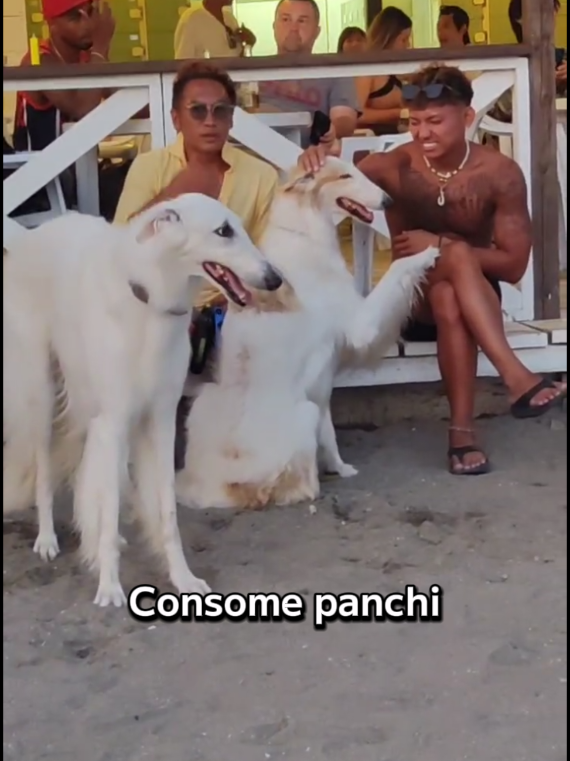 Estás en la playa Zushi de Japón y te encuentras al perro de consome panchi 🤣🤣🤣🤣🤣🤣 . . . . . . . . . #consomepanchi #viral #fyp #foryou #paratiiiiiiiiiiiiiiiiiiiiiiiiiiiiiii 