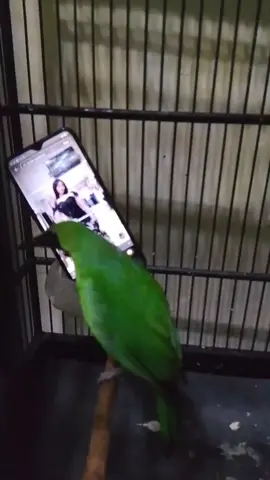 cara alternatif ngunggahke fighter cucak ijo.  #kicaumaniaindonesia #cucakijomania #cucakijoindonesia #fypp #butiksyahrini 