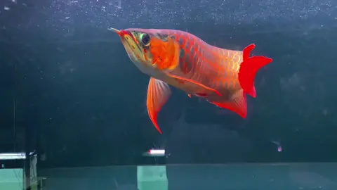 Mới 36c,m mà màu với body tê thật sự#liêmrâu #râuaquarium #arowanasuperred #huyếtlong #huyếtlongđuôicàng 