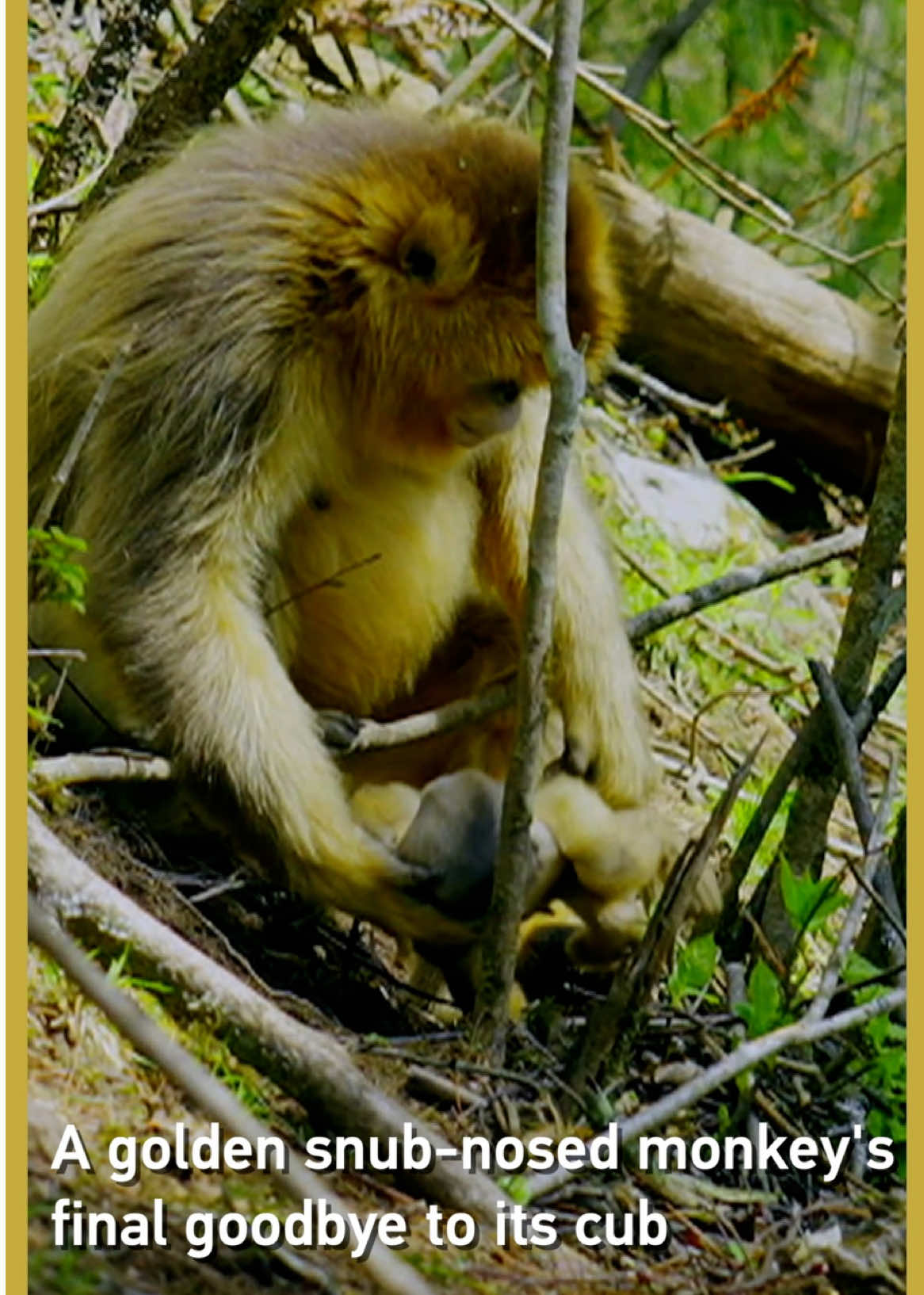 Director Liu Yang spent five years filming golden monkeys, then captured this rare, heartbreaking moment: a mother refusing to let go of her dying baby.