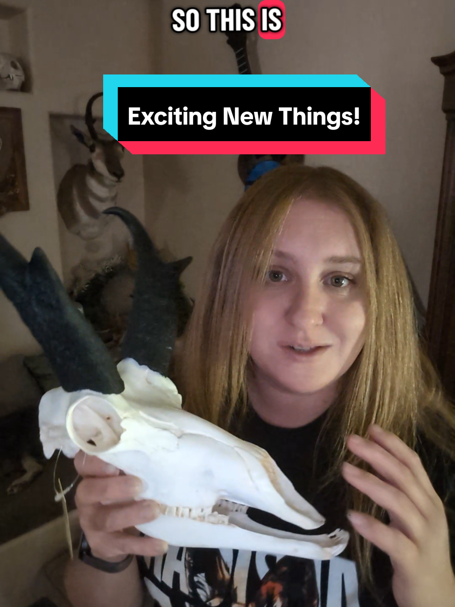 I'll be using the stem lab at the Children's Museum of Northern Nevada to set up different stations with activities and hands-on learning tools to go with some infographics I'm going to be making. for the first month I chose the pronghorn antelope as the animal of the month, I'm thinking the great basin rattlesnake for October, but I'm open to suggestions! 😁 #skull #taxidermy #oddities #vultureculture #bones 