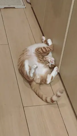 #cute #animals #funny 