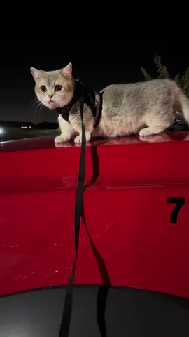 🐱 #fyp #cat #catsoftiktok 