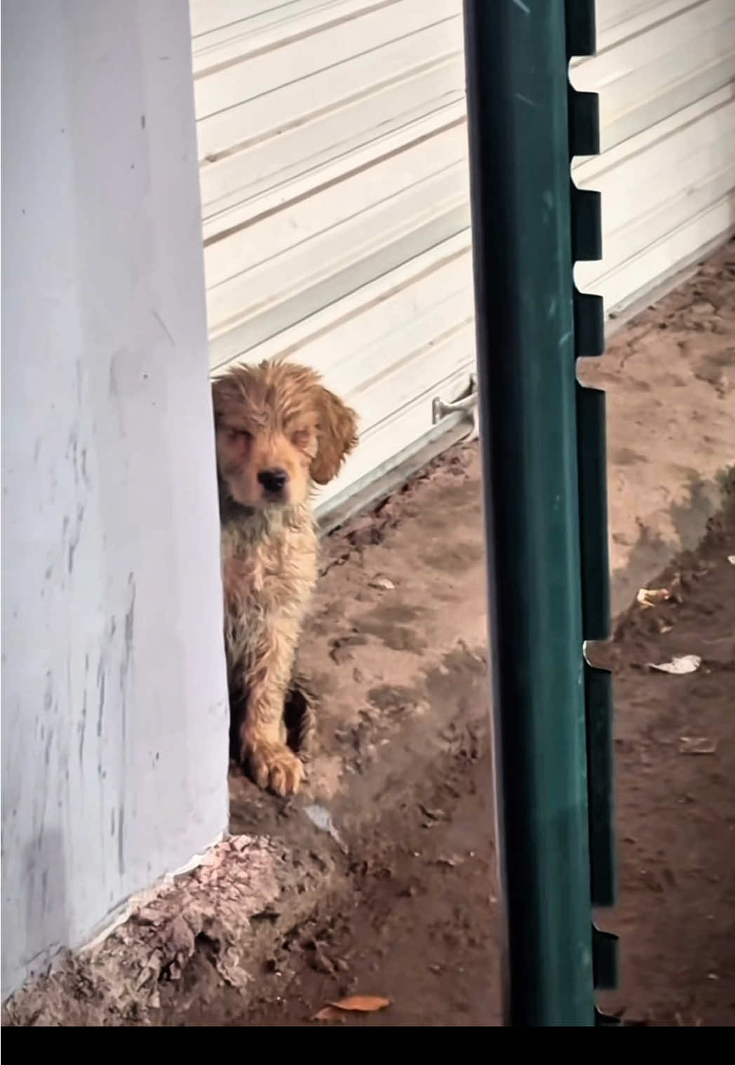 Wonderful 🥺❤️ #dog #rescue #daddyofdogs #fyp 