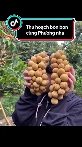 Thu hoạch bòn bon cùng Phương ngen 😊 #bònbon #cầnthơ #miềntây #vườn_nhà_em #fyp 