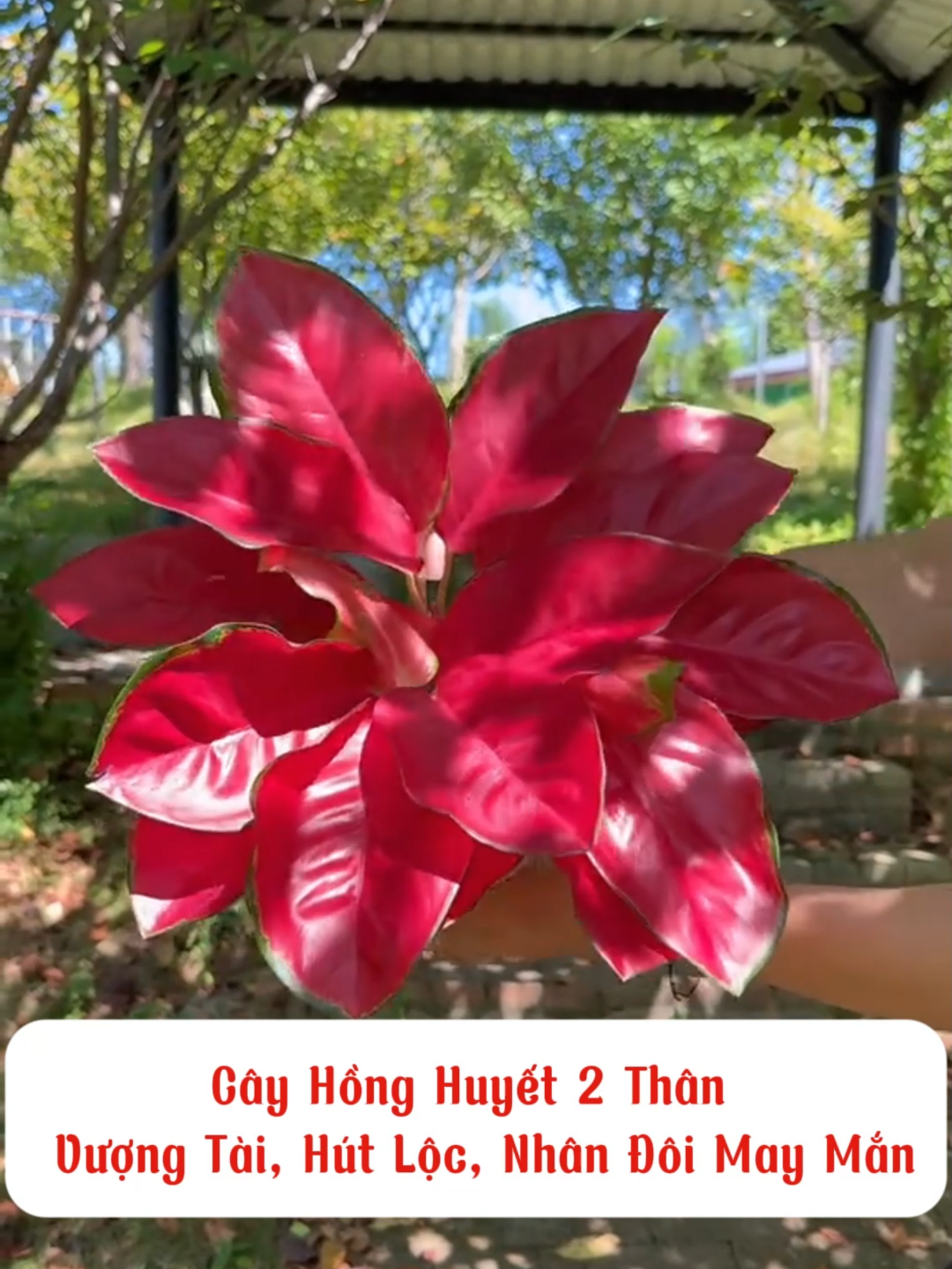 Cây Hồng Huyết 2 Thân – Vượng Tài, Hút Lộc, Nhân Đôi May Mắn #cayhonghuyet #honghuyet2than #tailocmayman #cayphongthuy #xuhuong