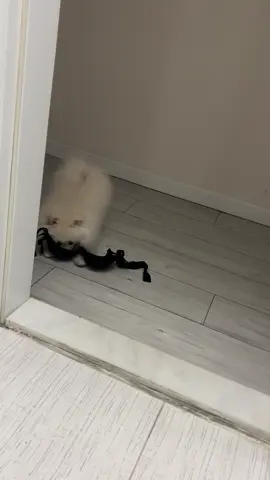 babi yine yolunda #köpek #pomerian #fyp #yavruköpek 