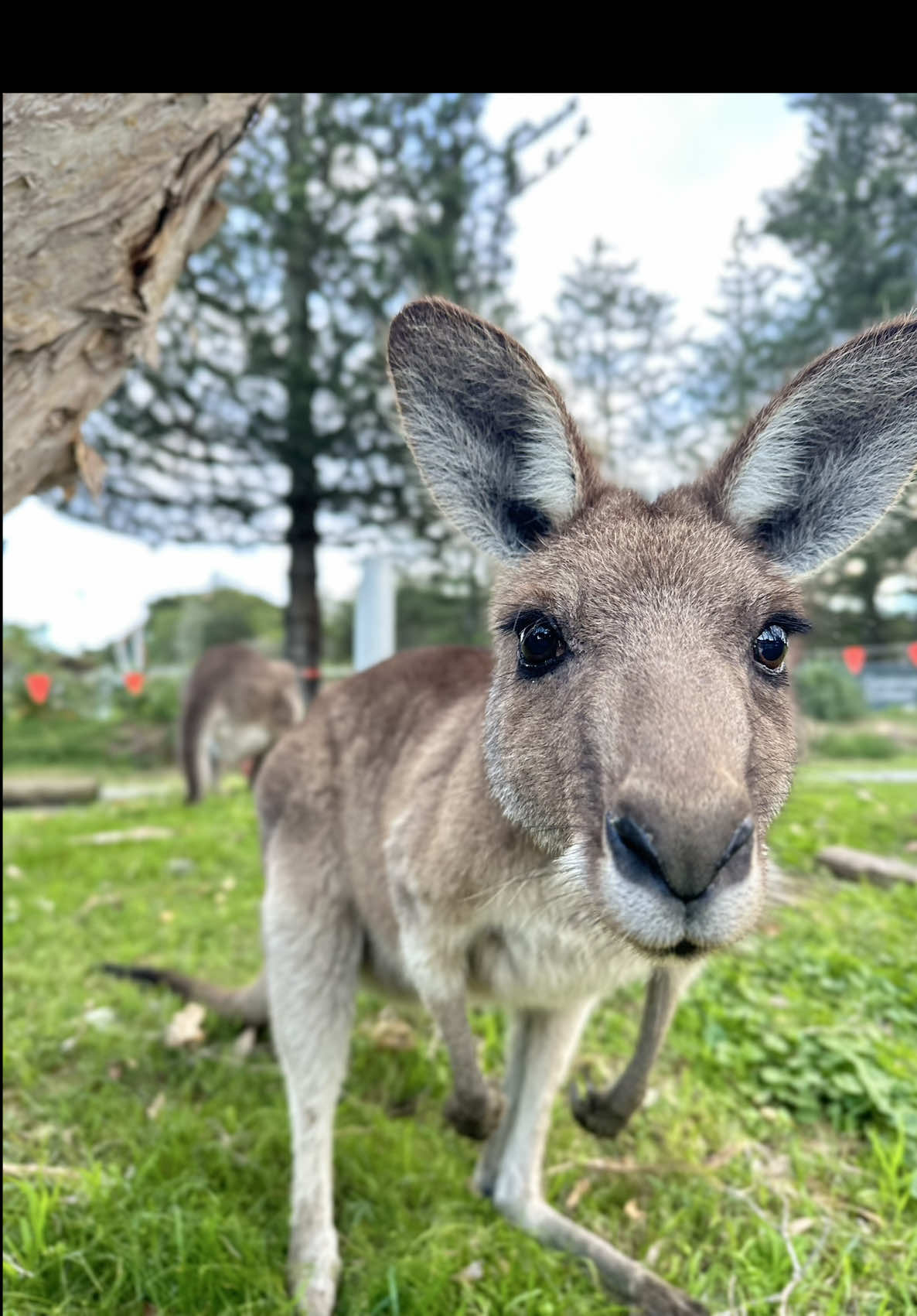 🦘 Kangaroo Baby in Mom’s Womb – Fun Facts 1. They’re Born Super Tiny 	•	A baby kangaroo, called a joey, is born just 30–40 days after mating. 	•	At birth, it’s about the size of a jellybean—less than an inch long! 	•	It has no fur, closed eyes, and underdeveloped limbs. 2. They Crawl to the Pouch 	•	Even though it’s tiny and fragile, the joey crawls up the mom’s belly into her pouch without help! 	•	It uses its front limbs to make the climb, guided by instinct and scent. 3. Development Continues in the Pouch 	•	Once inside the pouch, the joey attaches to a teat and continues to grow for several months. 	•	It stays inside for about 6–9 months, depending on the species. 4. Mom’s Milk Changes With the Joey 	•	A kangaroo can produce different types of milk from different teats at the same time! 	•	One kind for a newborn joey in the pouch, and another for an older joey that’s already hopping around. 5. They Can Pause Pregnancy 	•	Female kangaroos can practice embryonic diapause, meaning they can pause the development of a fertilized egg. 	•	If she already has a joey in the pouch and another outside, she can delay the next baby’s development until the pouch is free. 6. The Pouch is a Safe Nursery 	•	The pouch isn’t just a pocket—it’s a warm, protective mini-womb lined with skin and muscle. 	•	It keeps the joey safe from weather and predators while it continues to develop. 7. Joeys Return to the Pouch After Leaving 	•	Even after a joey leaves the pouch, it often jumps back in for comfort or safety until it’s fully independent (around 1 year old).#kangaroo #australia #quinsland #beach #goodlife @GoPro 