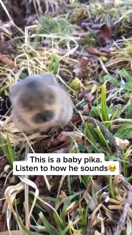 🥰🥰🥰😱💖💖😄😄 #toocute #babypika #animalsounds #babyanimalnoises #adorable 