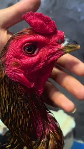 เจ้า9เฮง♠️💯#ลูกชายมหาเวทย์💎#โชคดาราฉาย#เเผลดารา❤️‍🔥