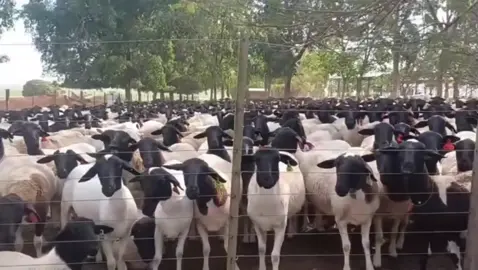 Fast-growing, hardy, and premium quality 🐑✨ – Dorper sheep, the future of profitable farming!