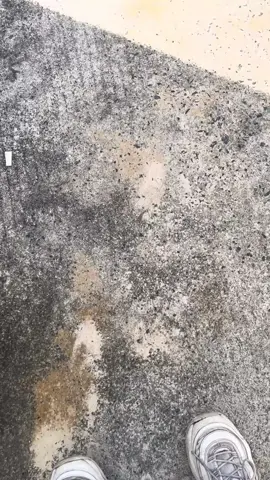 🔥🔥 #5tlgank🚀 #miotebas #5tlmenolakpunah #5tlgank #miosporty 