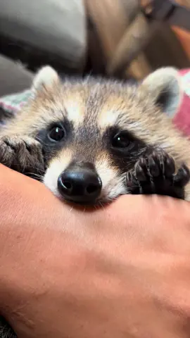 Mid morning snuggles  #raccoonsoftiktok #raccoonlife #raccoons #fyp #raccoon #mamaluv #cute #babyanimals 
