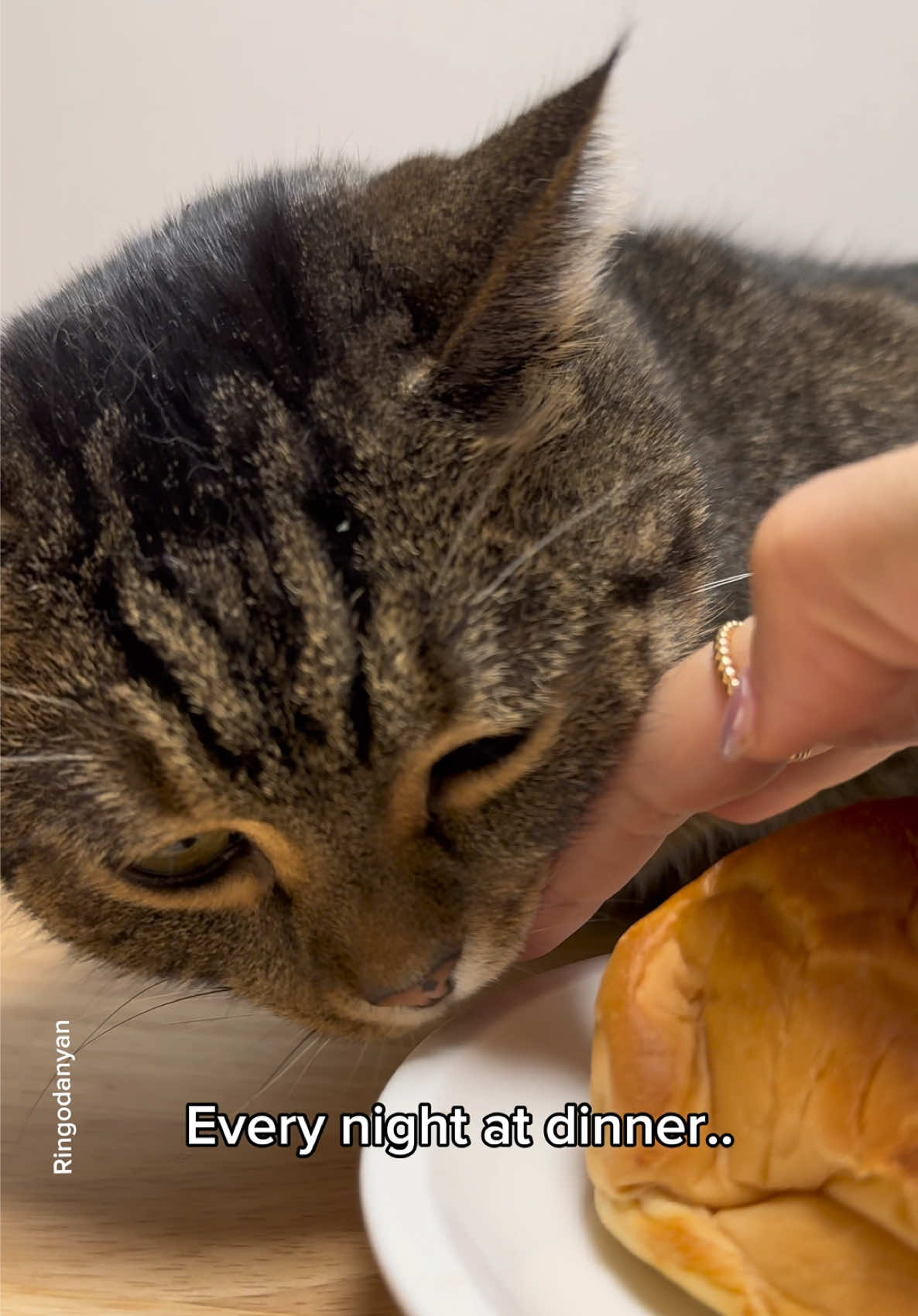 Everything changed after Ringo came into my life😻 #cute #cat #catsoftiktok 