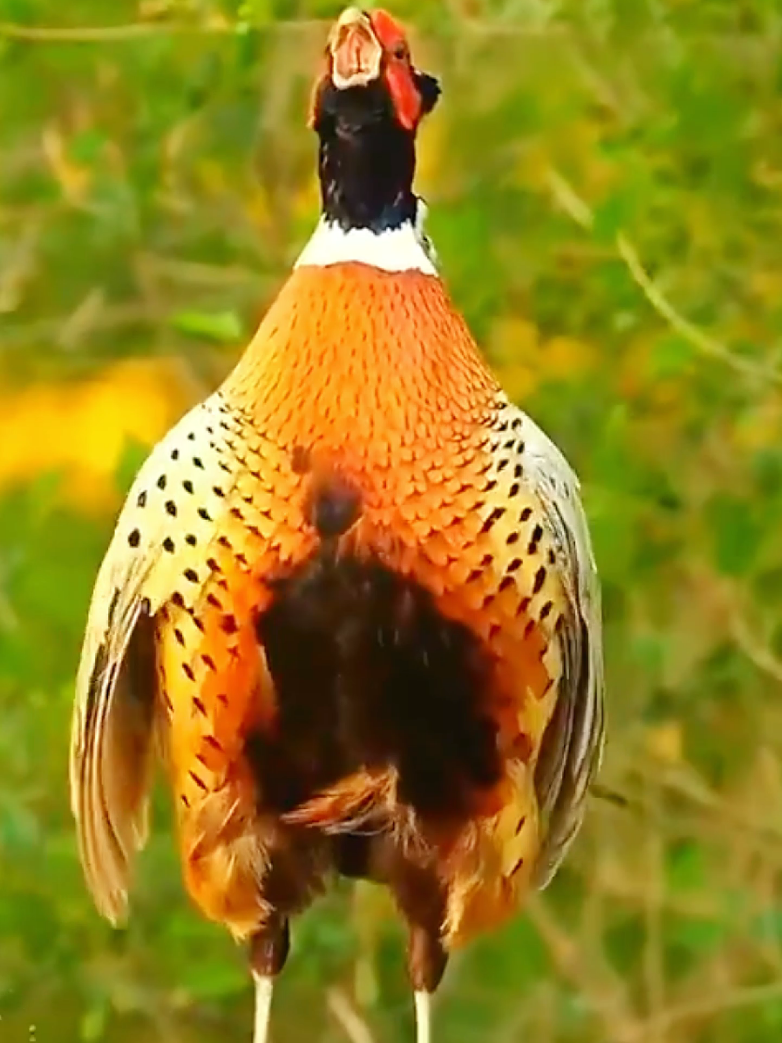 Amazing animals sounds #animals #amazon #wildlife #animalsworld  #nature #unitedstatesofamerica🇺🇸🇺🇸🇺🇸🇺🇸🇺🇸🦅🦅 