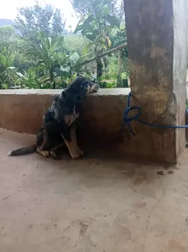 KALAU ADA MASALAH CERITA,JANGAN DI PENDAM SENDIRIAN😂 #hobiberburu #porbi #fypシ #porbiindonesia #fyppppppppppppppppppppppp 