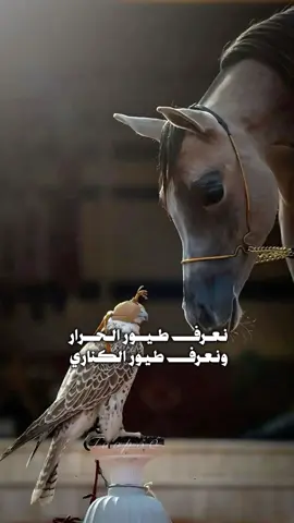 #نعرف طيور الحرار ونعرف طيور الكناري #شيلات #تصميم # 