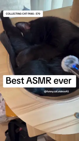 Just a cat asmr #fyp #foryoupage #catsoftiktok #cat 