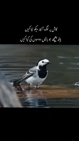 #viralvideo #likesforyou #following #views #likes 