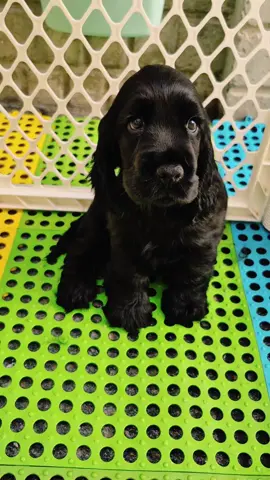 amaneciendo 🥰 #guatemala🇬🇹 #guate #cockerspanielpuppy #cockerspanielsoftiktok #viral 