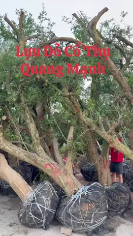 Lựu Đỏ Cổ Thụ Về Rất Nhiều #cayluudo #luudo  #luudoandoan #cayanqua  #caycanh 