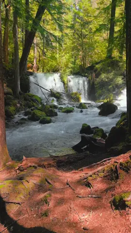 Relaxing on the sun-kissed forest floor, where a soft bed of pine needles paints the ground in warm reds. From this peaceful spot along the creek, the sound of rushing water leads the eye to a stunning waterfall framed by moss-covered rocks and evergreens. In moments like this, I can’t help but stand in awe of God’s beautiful creation 😌