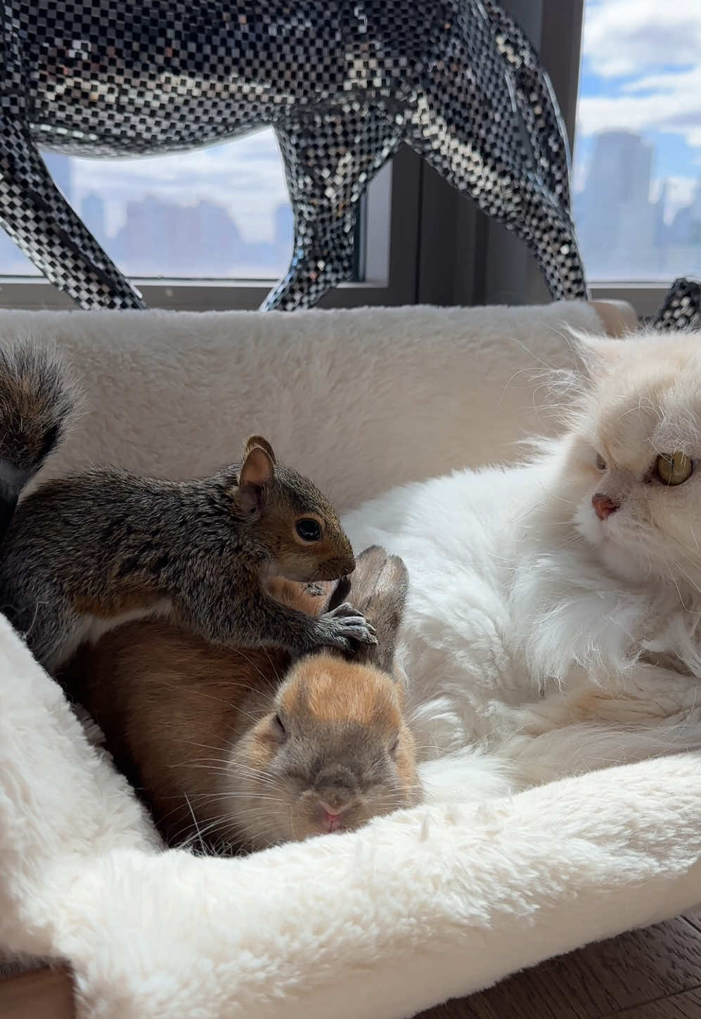 Squirrel grooming #besties #squirrel #bunny #cat