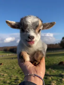 The lamb's bleat is so cute! 😊#Lambie #cute #baby #goats #babygoat #goat 