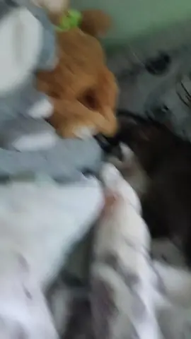 посмакували