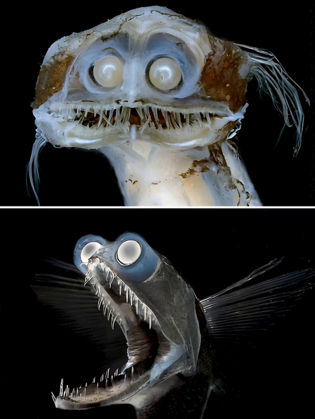 Yes, they're real. Meet the telescopefish, the weirdest creatures in the sea. 👀🐟 With its tubular eyes and ability to unhinge its jaw, this deep-sea predator looks straight out of a sci-fi movie. Living 2,000+ feet below the surface, it can swallow prey larger than itself in one gulp. 🌊 #DeepSea #WeirdFish #OceanMysteries #Telescopefish