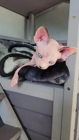 Oh he knows he's cute..... * * * #sphynxofinstagram #sphynx #buzzfeedanimals #catsofig #catmemes #catmemesdaily #petmemes #weeklyfluff #cutekittensofinstagram #cutekittens #kitties #meow #kitten #cutecat #sphynxkitty #funnypetvideos #petstagram #handsomecat