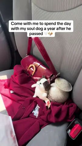 remembering my soul dog one year later 🤍🐶🌈 #petgrief #petgriefandloss #souldog #souldog🐾 #dogmom 