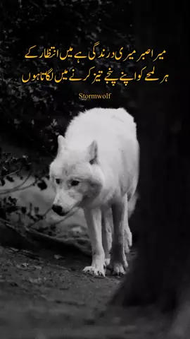 My patience🐺 #stormwolf🐺 #myblock365🏴 #rebel🏴 #foryou #views 