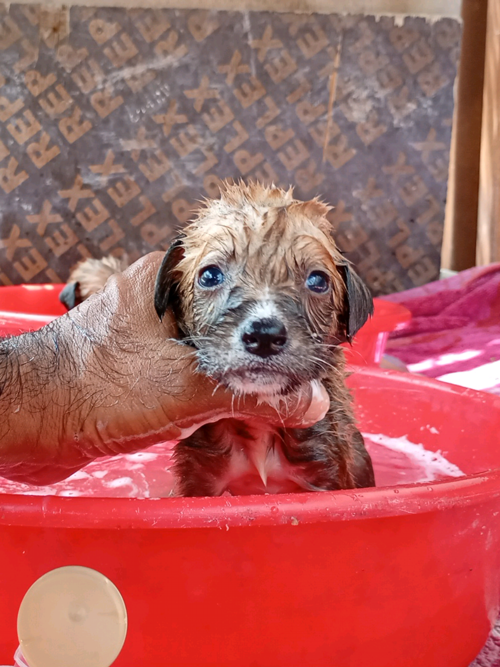 🛁🚿🚿 Bathing Rescue Puppies 😍🤩😷  #puppies #fyp 