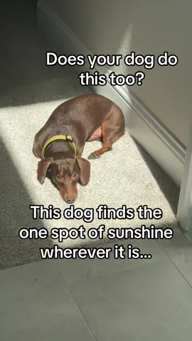 Does your dog do this too?