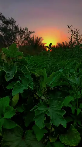 #فلاحين_بس_مبسوطين  #شعراء_وذواقين_الشعر_الشعبي🎸 #جبانه_جي_كلوبنه_بيها_حنيه😢💔 