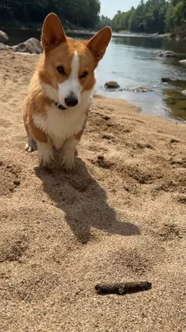 The Teddy taps continue!#corgi #moneyshot #sticklife 