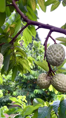 Trải nghiệm vườn Na Thái – Thiên đường xanh mát giữa núi rừng ✨ “Một lần trải nghiệm – Ngọt trọn mùa Na.” Nếu bạn đang tìm kiếm một địa điểm vừa để thư giãn, vừa để trải nghiệm thiên nhiên trong lành thì vườn Na Thái sai trĩu quả chính là lựa chọn lý tưởng. 🌳 Vườn Na rộng , xanh mướt: Những hàng Na Thái thẳng tắp, tán cây xòe rộng, quả sai lúc lỉu, trĩu trịt trên cành tạo nên khung cảnh vô cùng mãn nhãn. Đặc biệt, Na Thái Lạng Sơn nổi tiếng với quả to, mã trắng sáng, múi dày, thơm ngọt và ít hạt – chắc chắn sẽ làm hài lòng cả những thực khách khó tính nhất. 🍃 Trải nghiệm độc đáo: Đến tham quan vườn, du khách không chỉ được tự tay hái những trái Na chín mọng mang về mà còn được lắng nghe những chia sẻ thú vị về cách trồng, chăm sóc và thu hoạch loại quả đặc sản này. Đây cũng là cơ hội tuyệt vời để các bé nhỏ có thể học hỏi và trải nghiệm thực tế. 📸 Thoải mái check-in: Giữa khung cảnh thiên nhiên trong lành, núi non hùng vĩ làm nền, du khách có thể thoải mái check-in sống ảo bên những cây Na trĩu quả. Mỗi góc chụp đều mang lại những bức ảnh đẹp tự nhiên, đầy sức sống. 🍀 Thư giãn và gắn kết: Một buổi dạo chơi, hái quả cùng gia đình hay bạn bè không chỉ mang lại những trải nghiệm thú vị mà còn giúp gắn kết tình thân, xua tan mệt mỏi sau những ngày làm việc căng thẳng. 👉 Hãy đến và cảm nhận không khí yên bình, trong lành cùng vị ngọt đặc trưng của Na Thái ngay tại vườn..	 Bắt đầu từ ngày 18/8/2025 DUYFARM mở cửa vườn Na Thái( Na Nữ Hoàng) để mọi người checkin và tự tay hái quả mang về. Liên hệ : 0913048883 ( Duy ít tuổi)