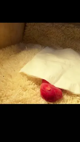 Rescue baby cat #animals #fpy #rescue #rescueanimals #cat 
