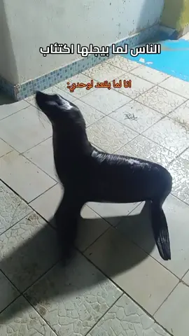 #seacats #الشعب_الصيني_ماله_حل😂😂 #ترند 