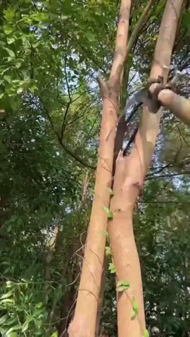 Mga kapaki-pakinabang na tool kapag nililinis mo ang iyong hardin #sickle #gardening