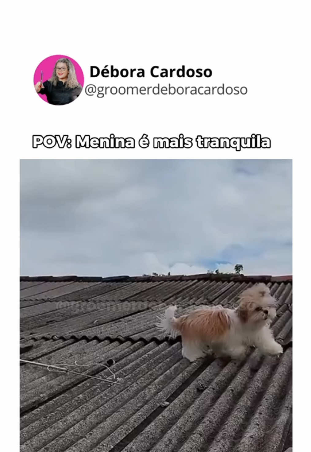 Shih tzus só obedecem quando quererem…. O seu tbm é assim? #shihtzu #shihtzusoftiktok 