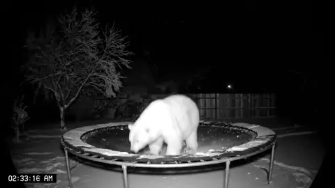 Polar Bear caught jumping trampoline in cam 📸  #polarbear #jumping #trampoline #polarbears 