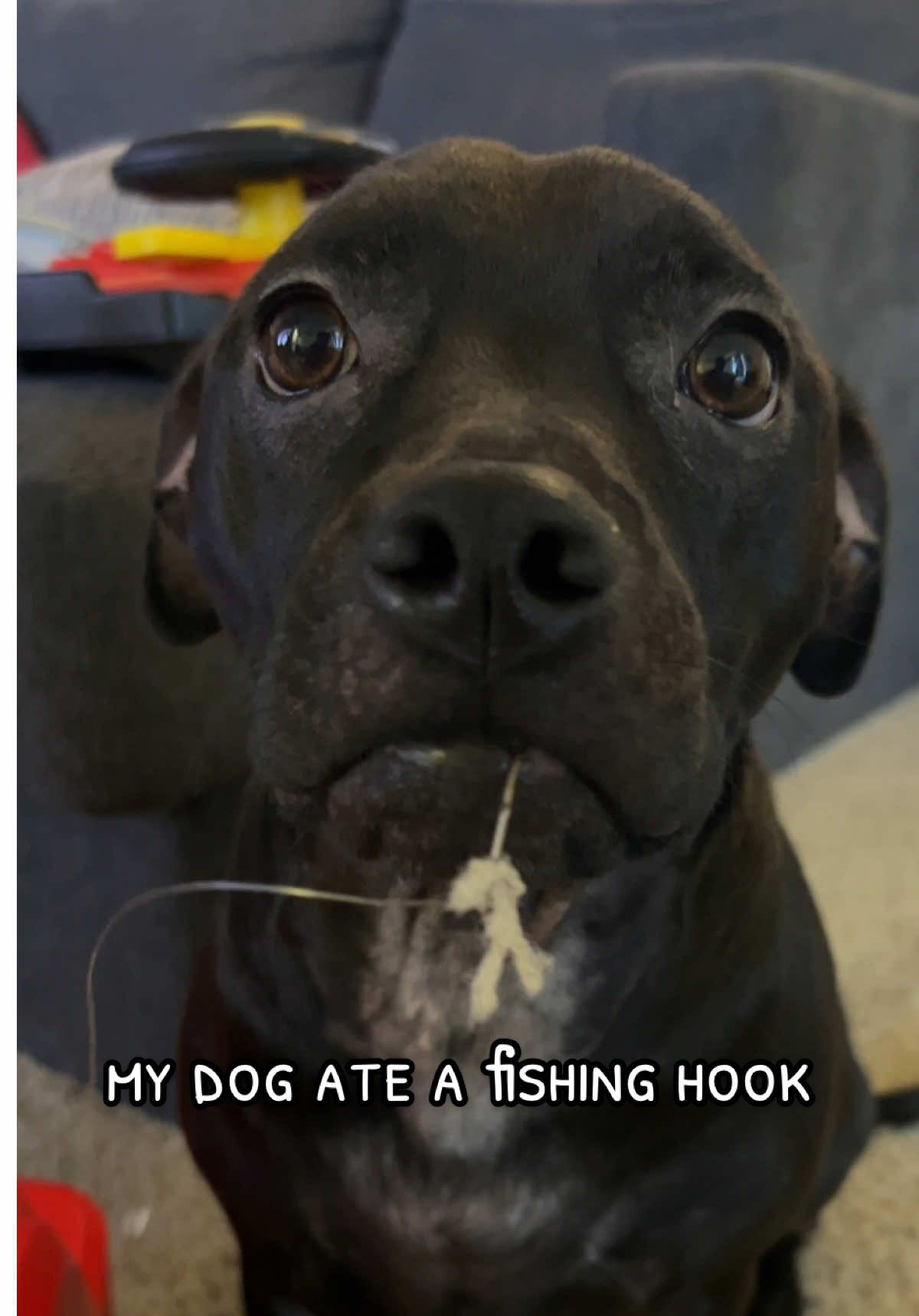 genuinely have no idea how she managed to get ahold of it 😭 #fyp #fishing #dog 