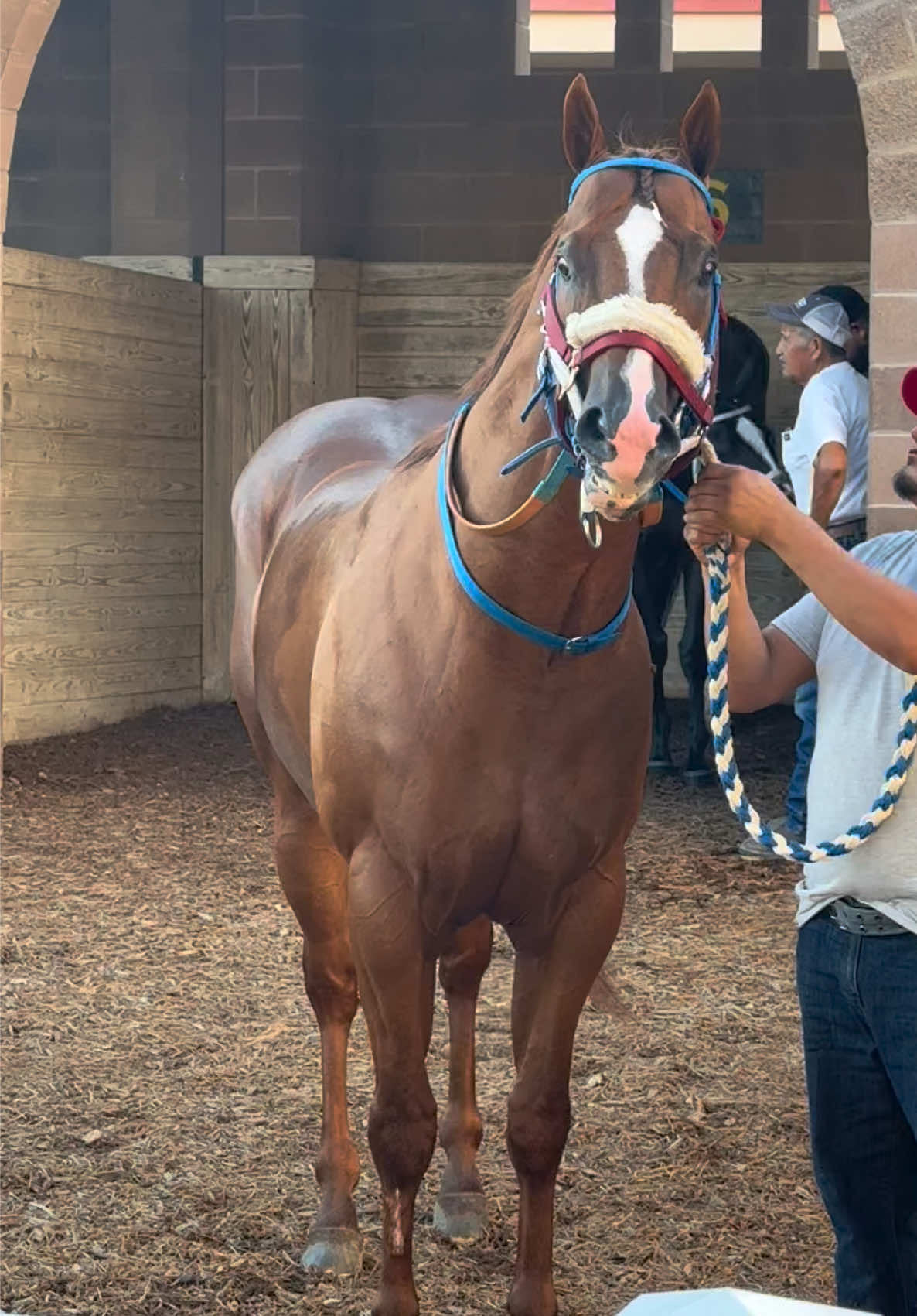 Gracias A Dios Mi Corito Regreso A Su Velocidad De 3 Añero Despues De Su Largo Descanso ❤️🔥🏇#FYP #quarterhorse #retamapark #Happy #blessed 